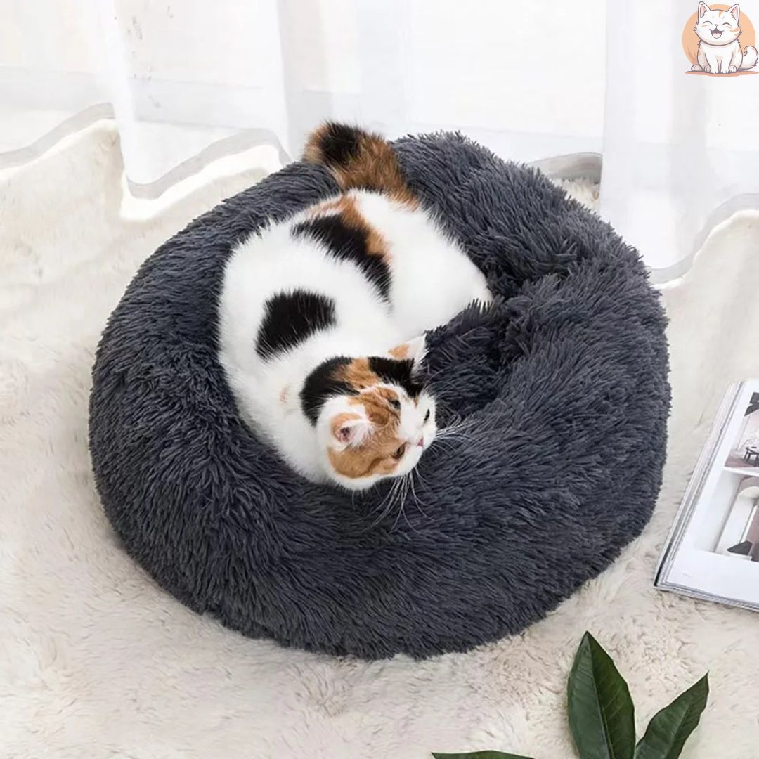 coussin chat - antistress - FUNCHATSTIQUE